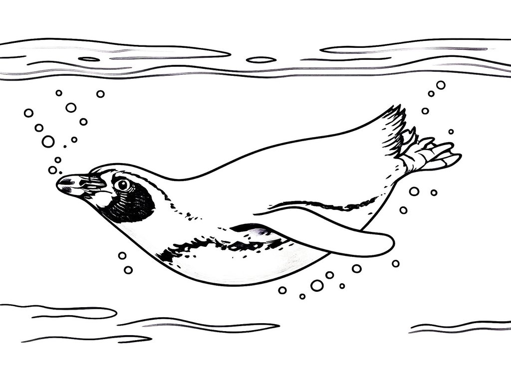 Ausmalbild Pinguin Humboldt-Pinguin schwimmt im Wasser